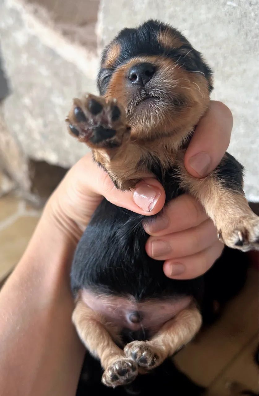 Filhotes yorkshire  - Foto 3