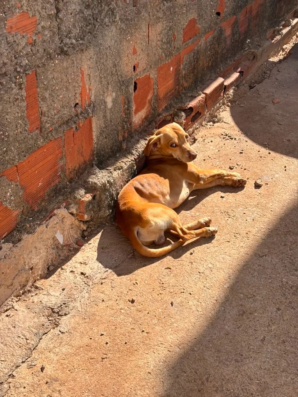 Doações de cachorrinhos filhotes  - Foto 4