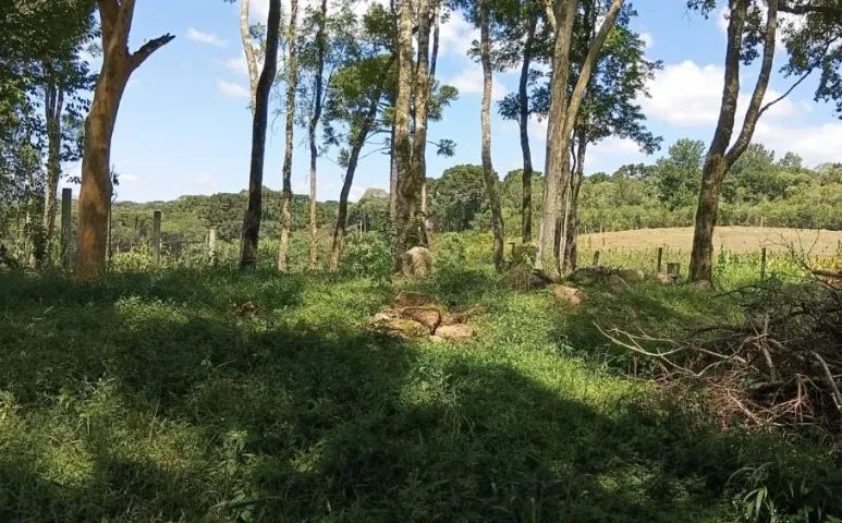 Foto - Mandirituba - Área Rural (Areia Branca dos Assis)