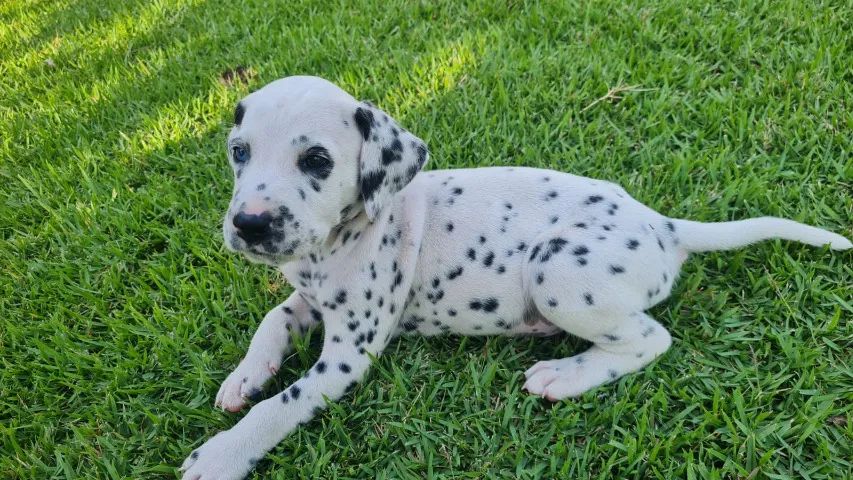 dalmata filhote - Foto 4