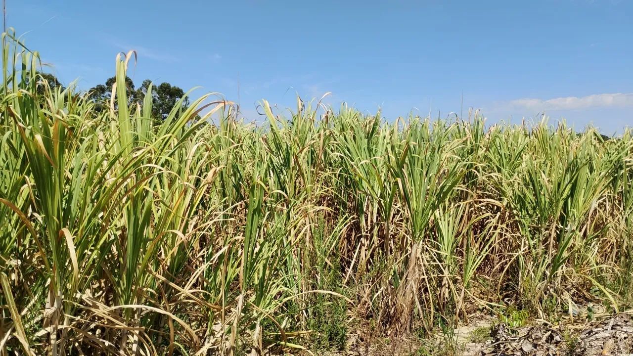Cana de açúcar 