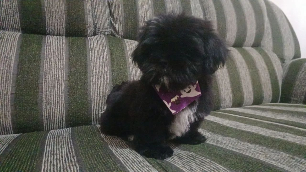 Shitzu macho  - Foto 4