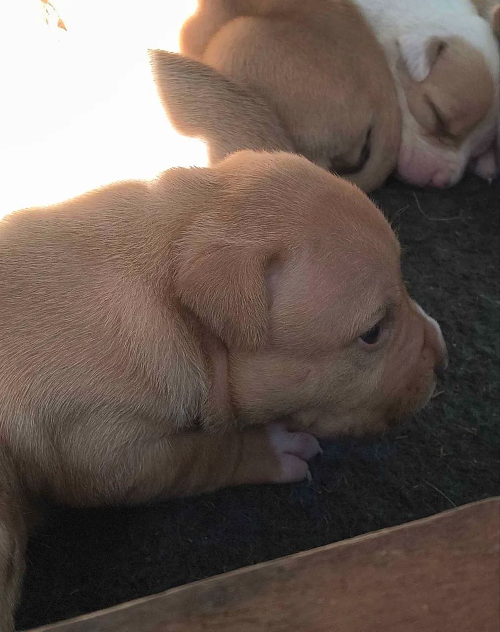 Doação de american bully  - Foto 4