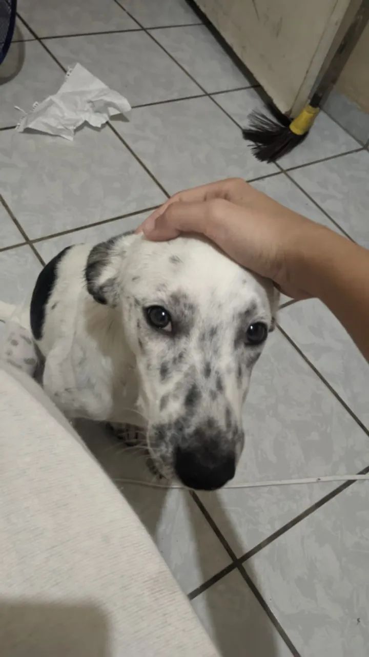 Cachorro dócil - Foto 4