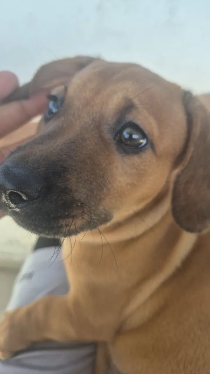 Cachorro Salsicha - Foto 2