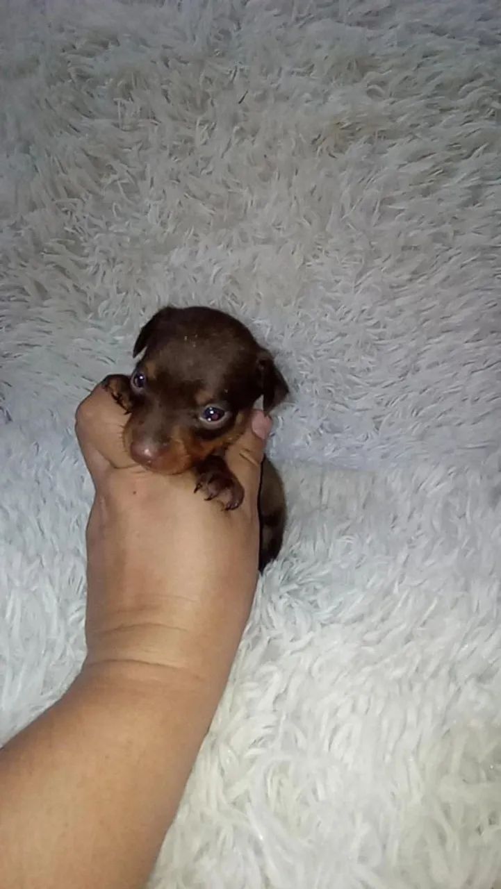 Pinscher zerinho macho( chocolate) - Foto 2