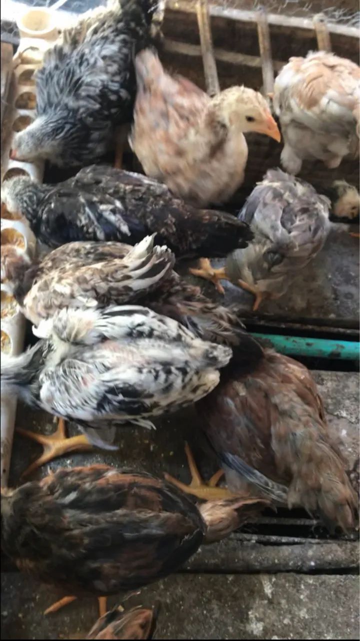 Pintinhos caipiras  - Foto 4