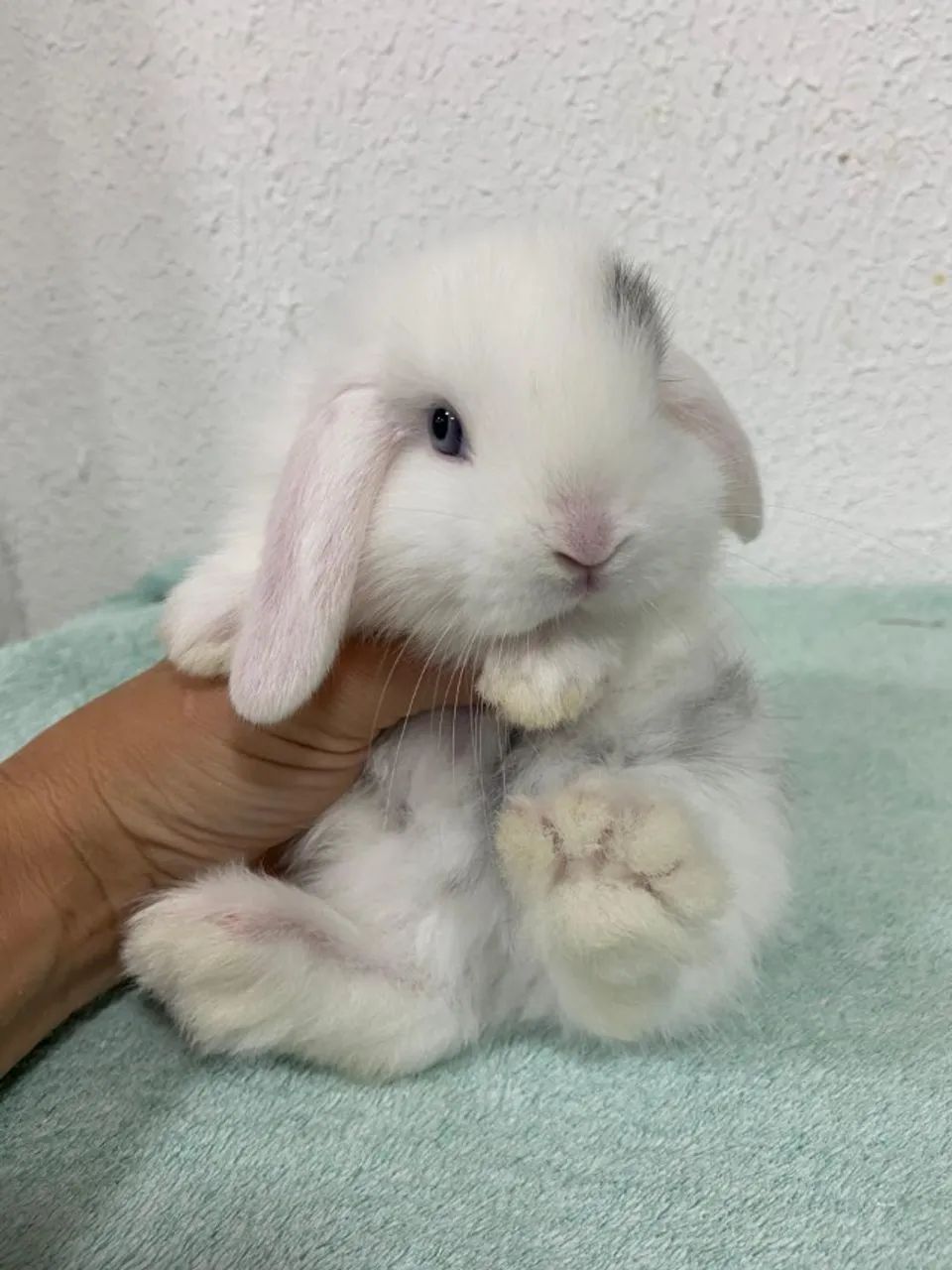 mini lop