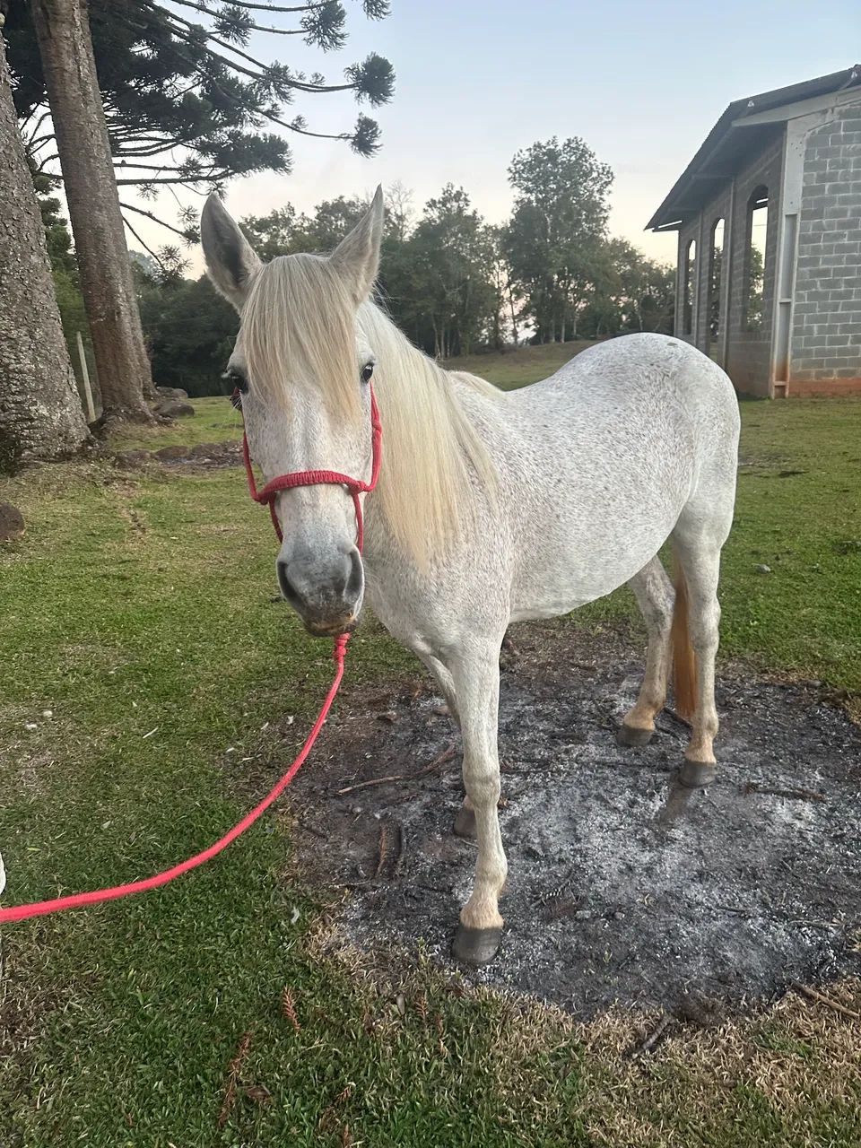 Égua Mangalarga Tordilha 