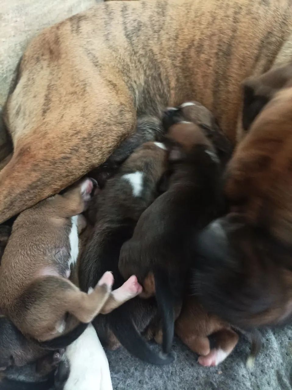 Boxer - Foto 5
