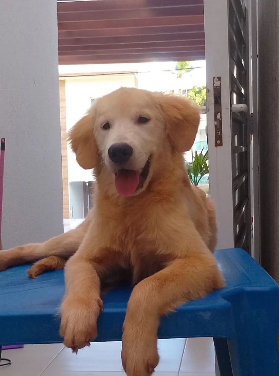 Golden retriever - Foto 2