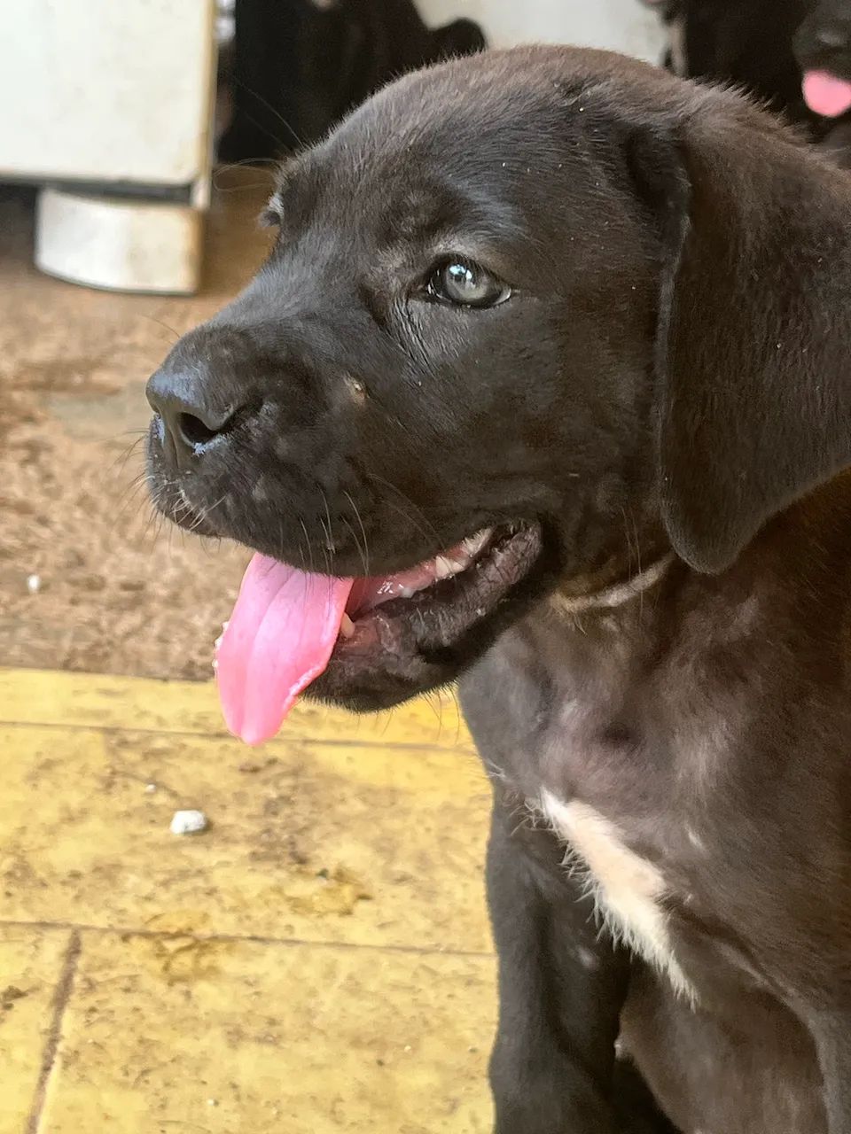 Cane Corso com Pedigree CBKC - Foto 4