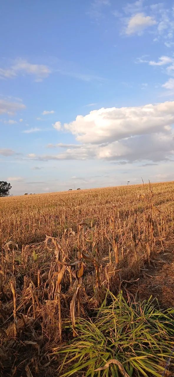 Alugo área para plantio  - Foto 2