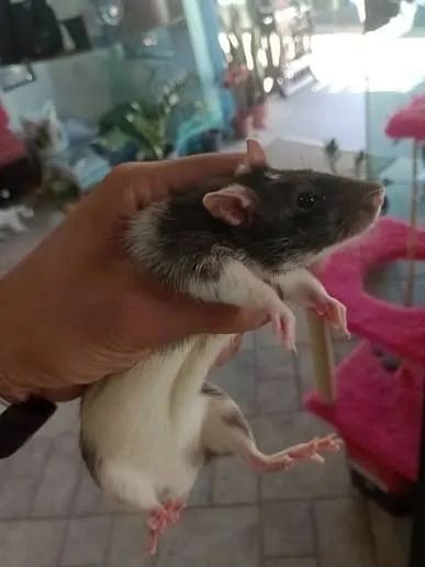 Mouse  Twister