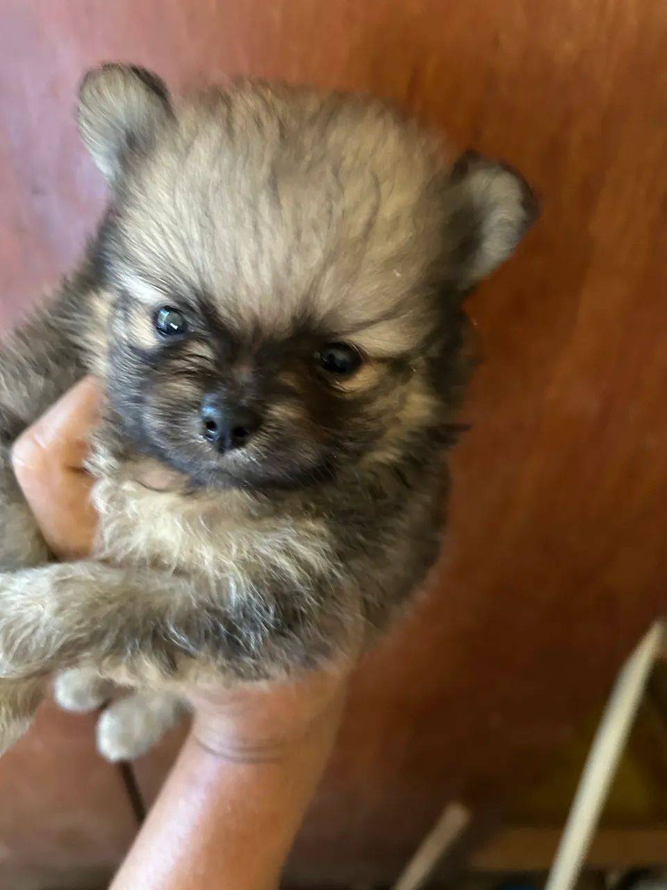 Spitz alemão filhote  - Foto 2