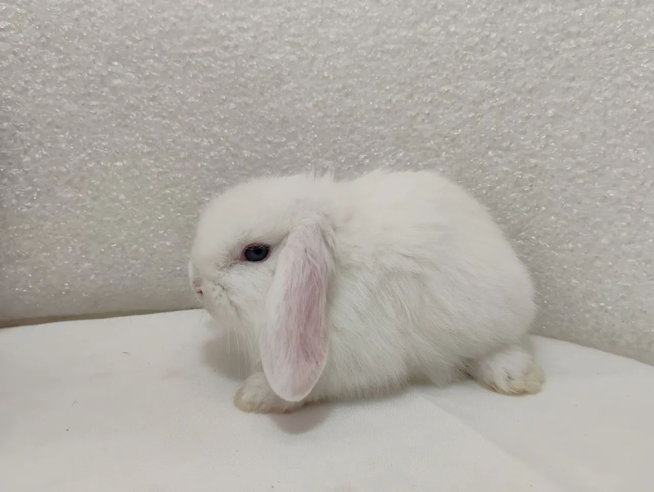 Mini Coelho Mini Lop - Foto 2