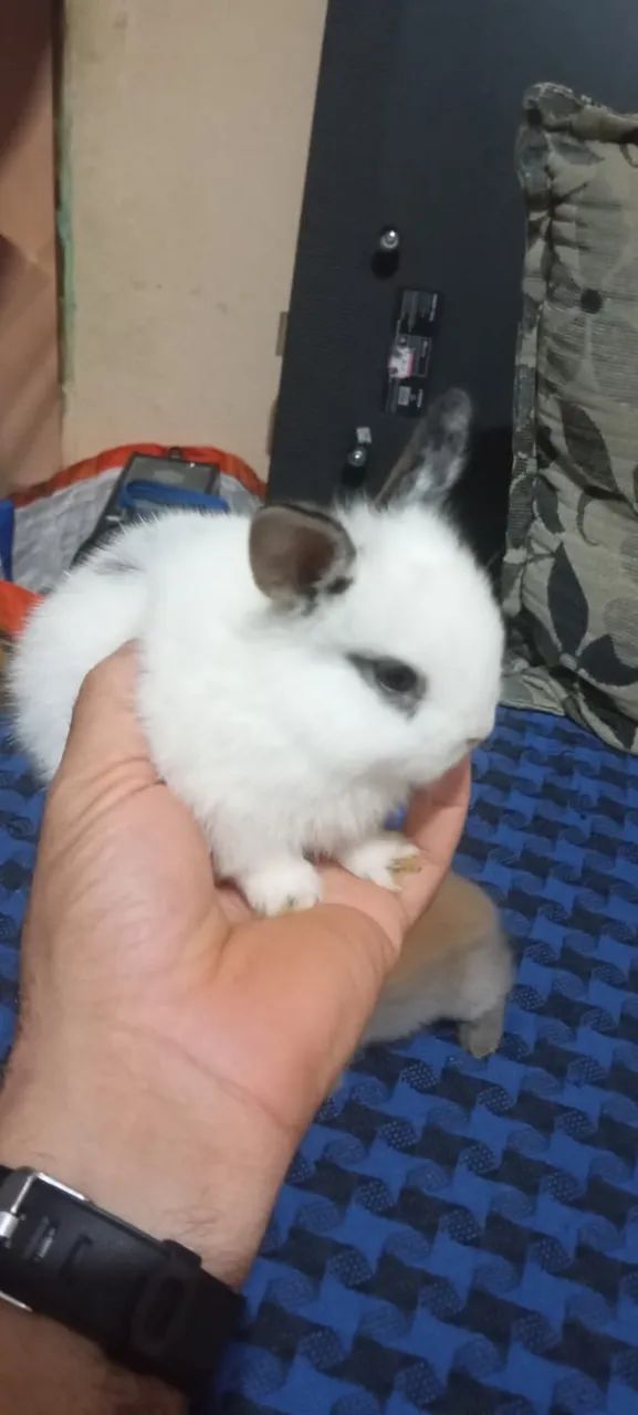 Filhotes de Coelho da Raça Mini Lion