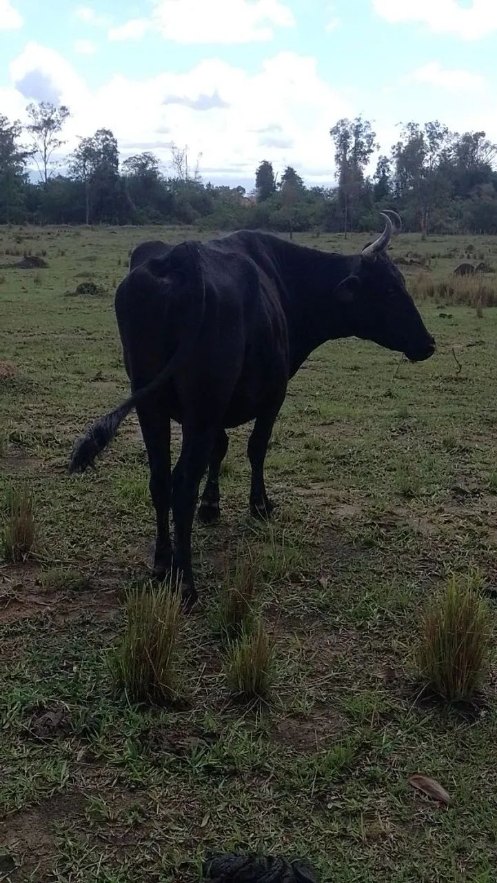 Vaca mojando - Foto 4