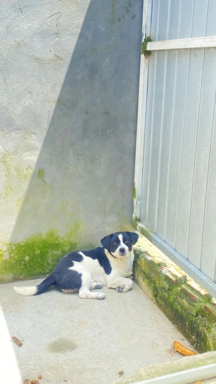 Cachorro de 1 ano e 1 mês ? - Foto 3