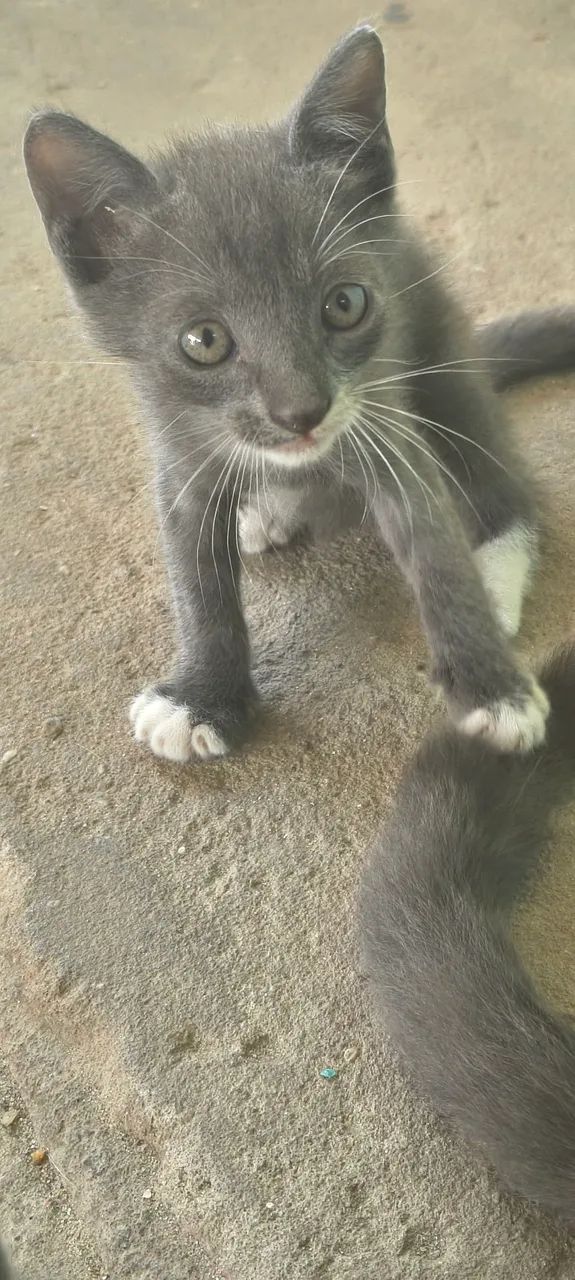 Gatos para adoção  - Foto 2