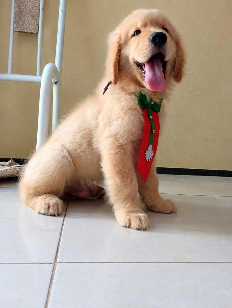 Golden Retriever Macho - Foto 4