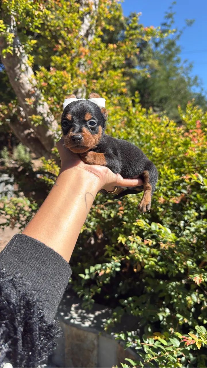 pinscher macho - Foto 3