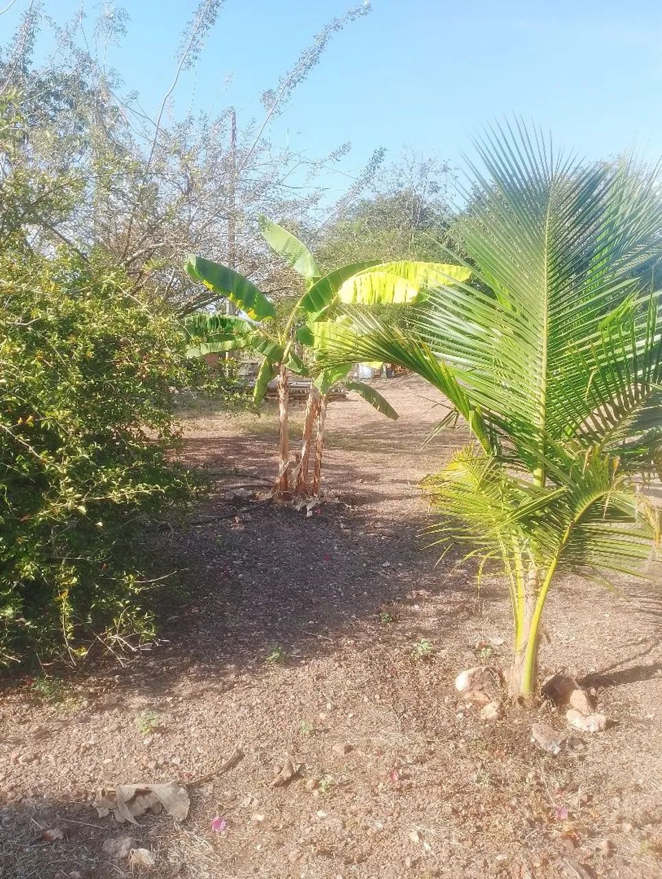 Chácara produtiva a venda. - Foto 3