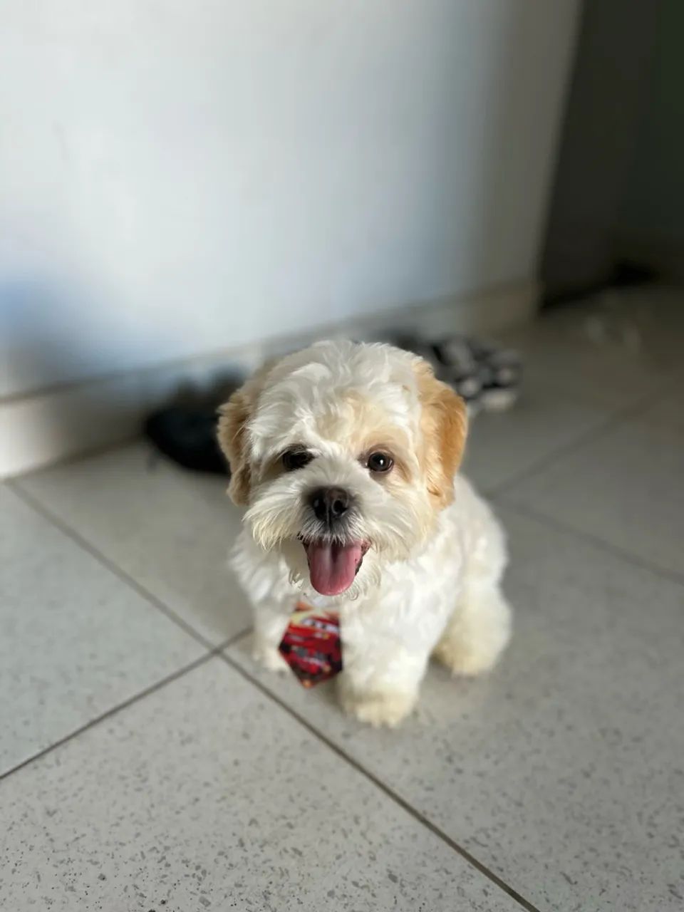 Cachorrinho Shitzu - Foto 2