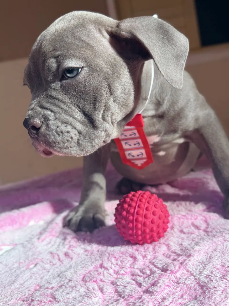 American bully - blue  - Foto 4