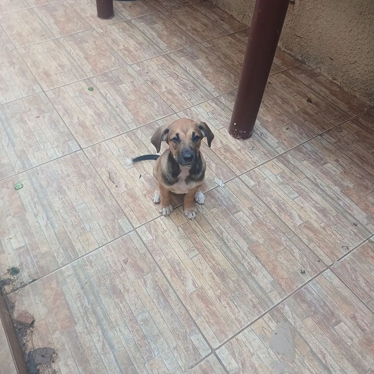 Doação de cachorrinhos.  - Foto 4