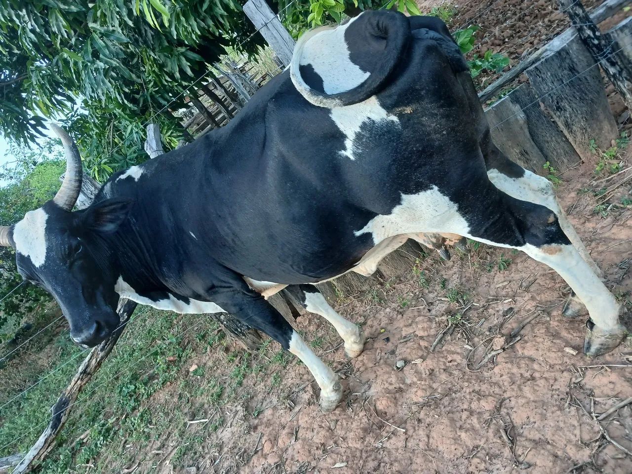 Vaca comum - Foto 2