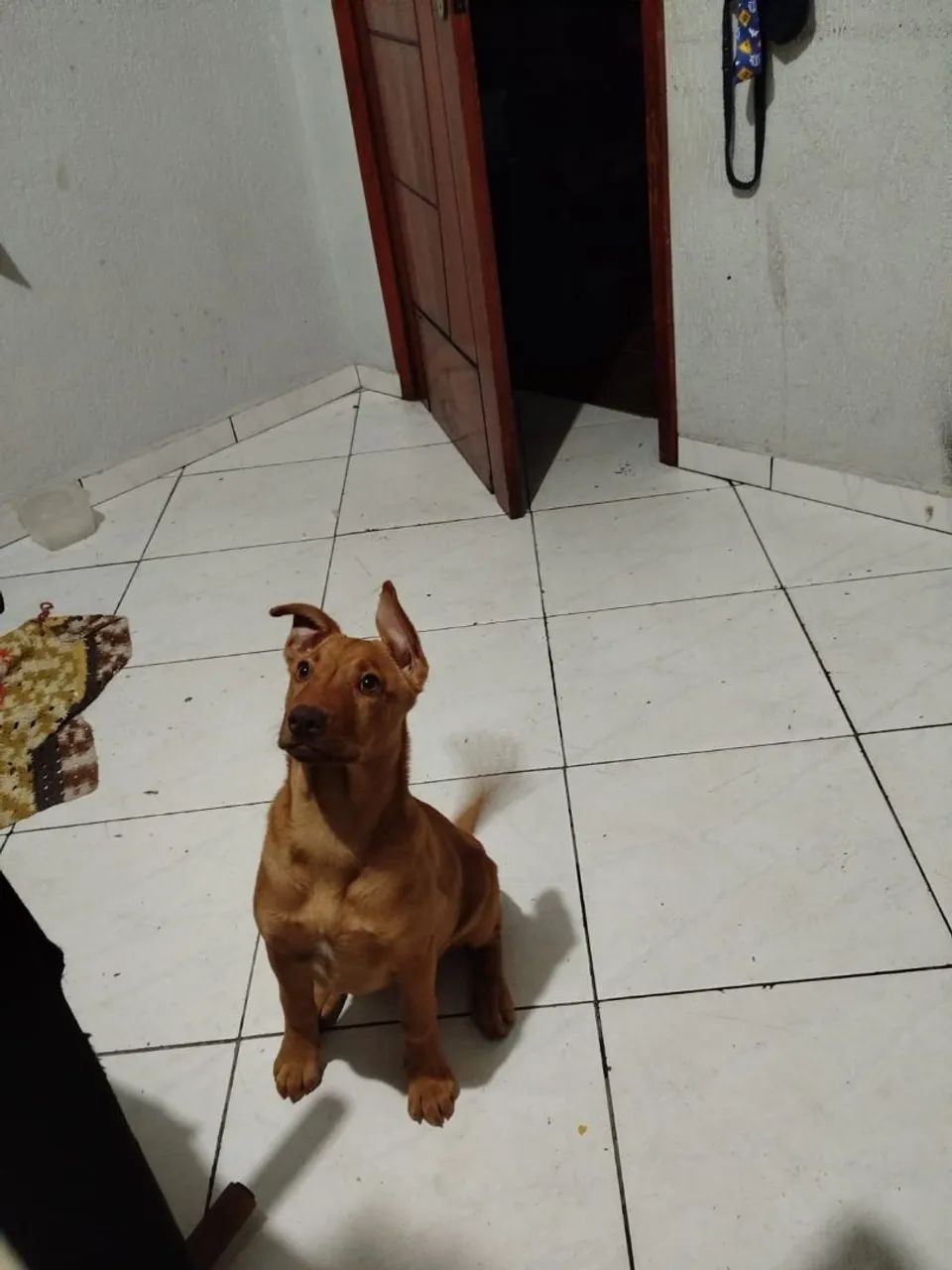 Doação  - Foto 2