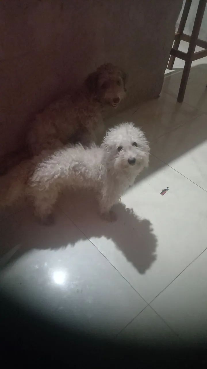 Cachorro 