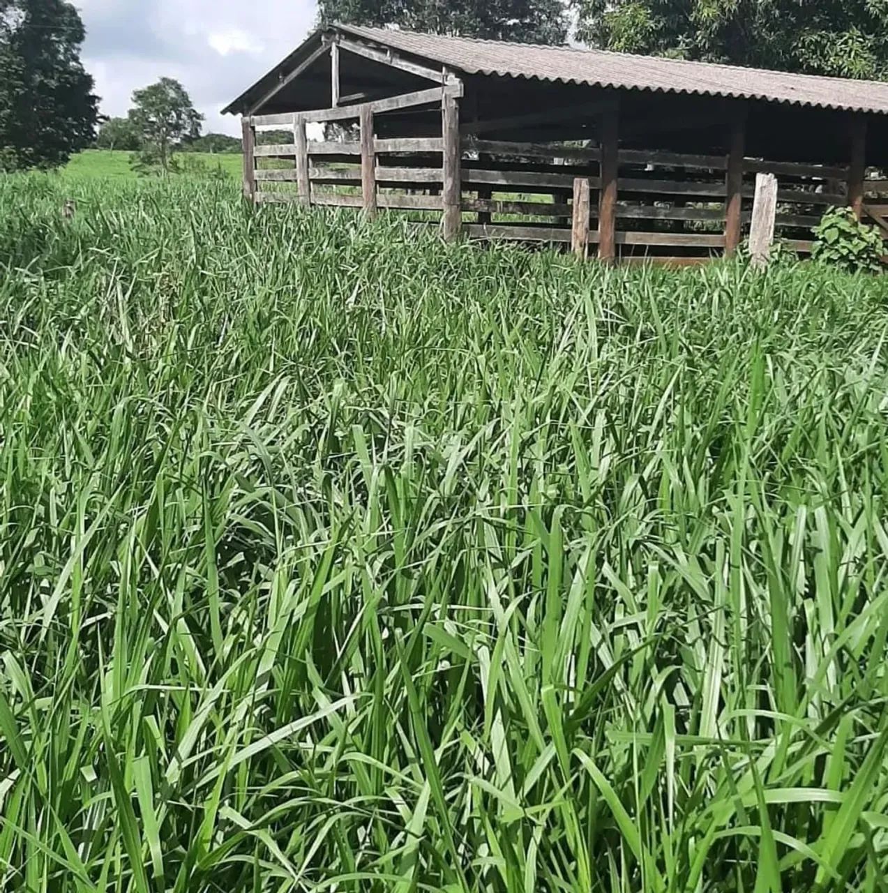 Chácara em Petrolina Goiás - Foto 4