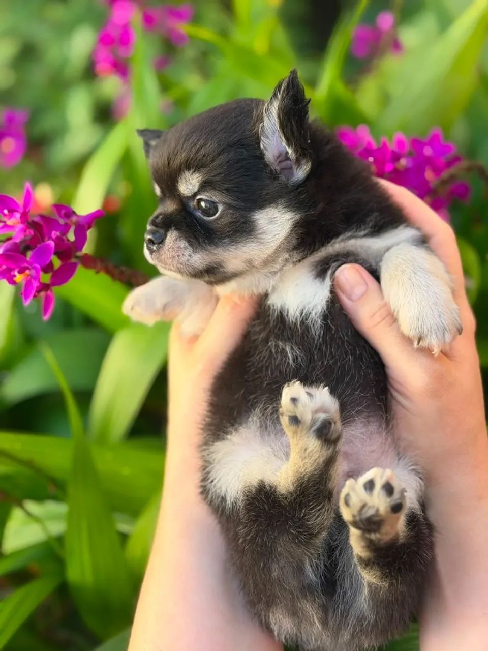 cachorro - Foto 2