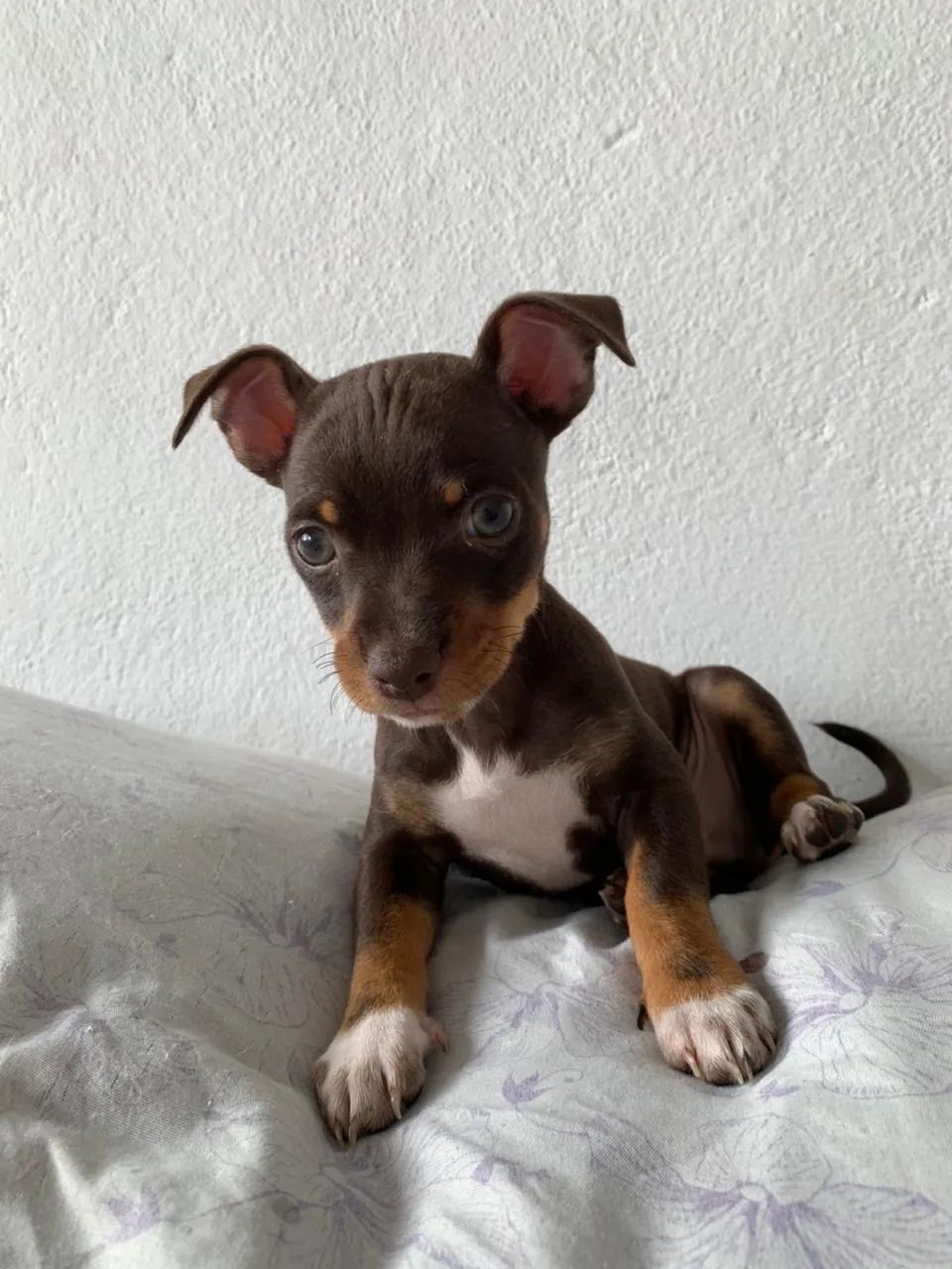 Doações de cachorros  - Foto 2