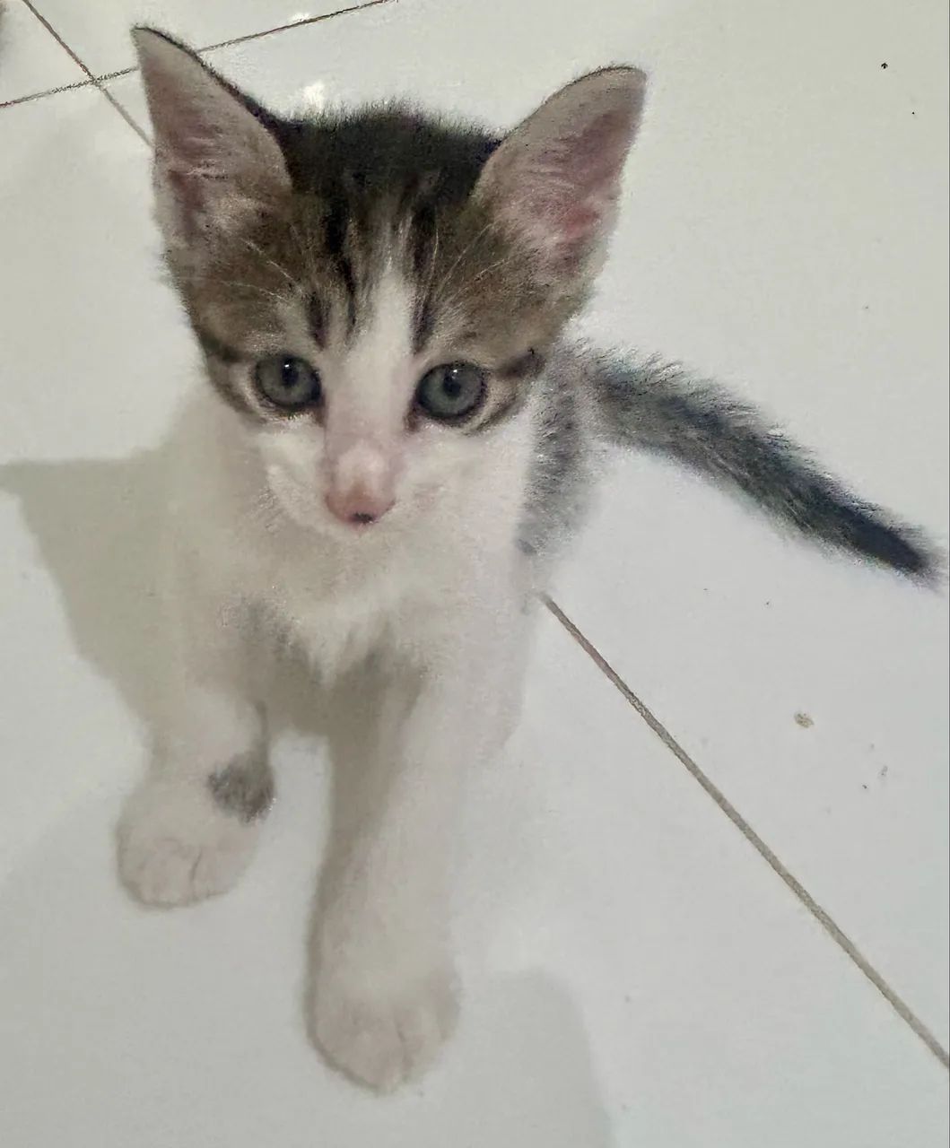 Gato filhote adoção  - Foto 2