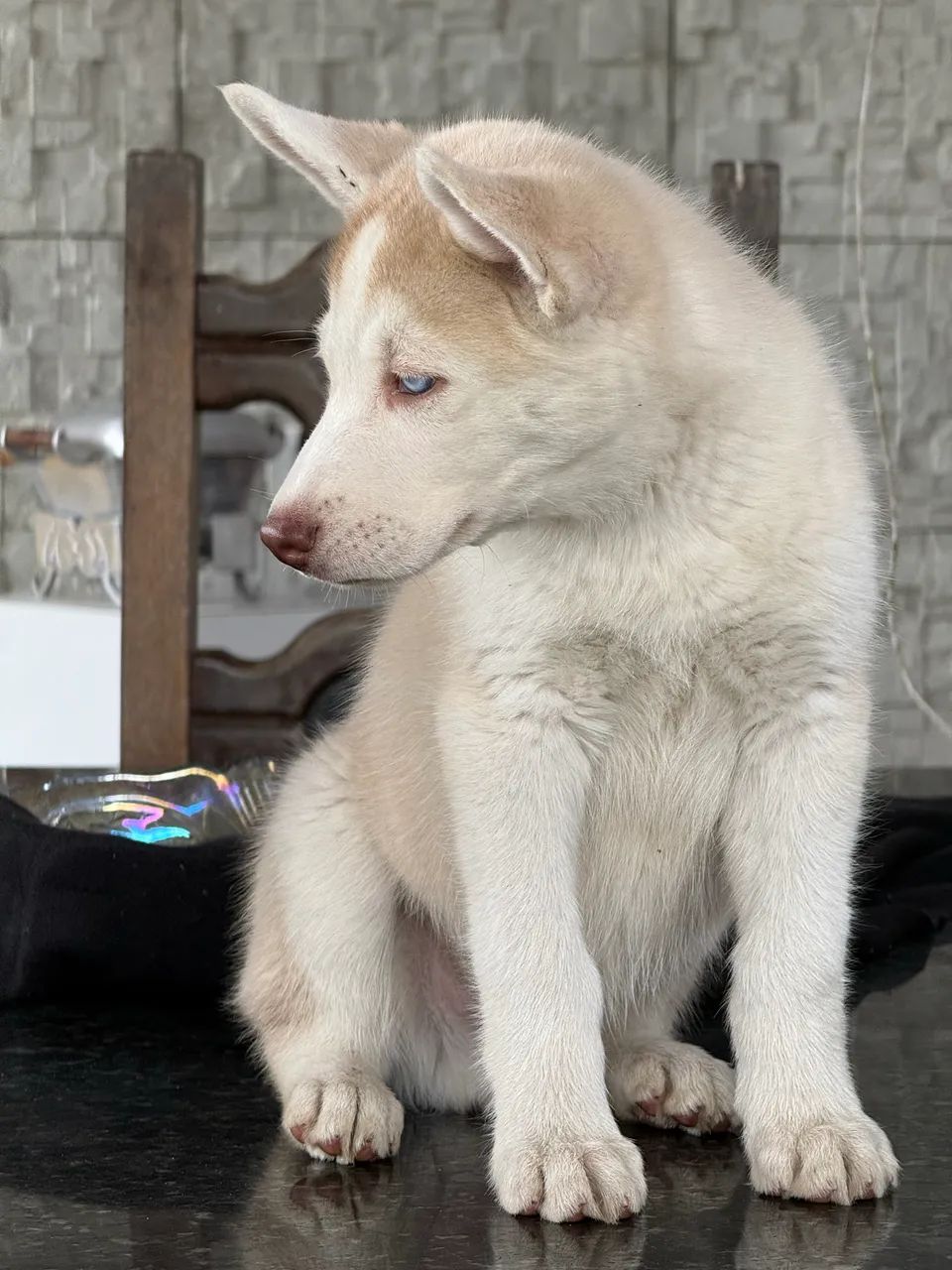 Husky Siberiano Canil Barão  - Foto 5
