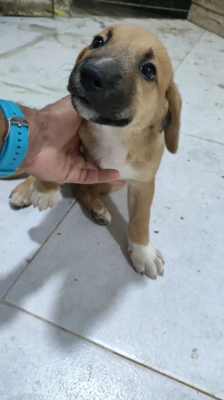 Cães para doação  - Foto 2