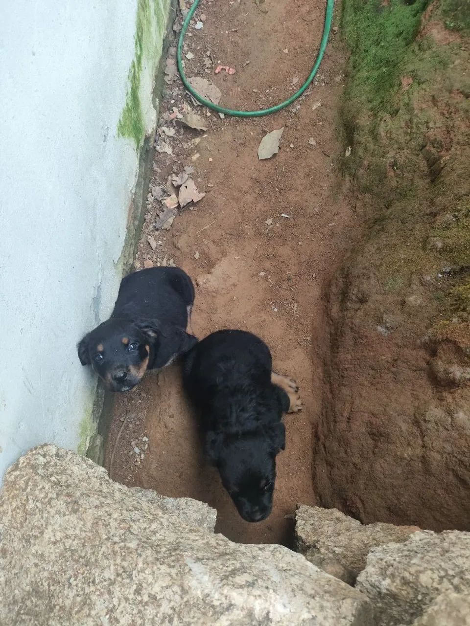 Filhote de Rottweiler macho  - Foto 2