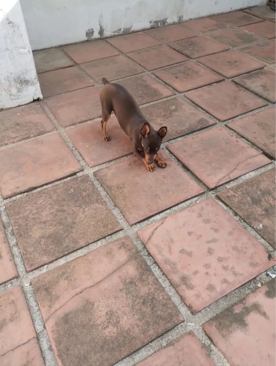 Filhote de Pinscher   - Foto 2