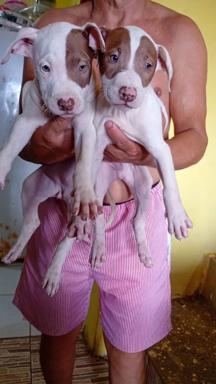 Filhotes de Pitbull 