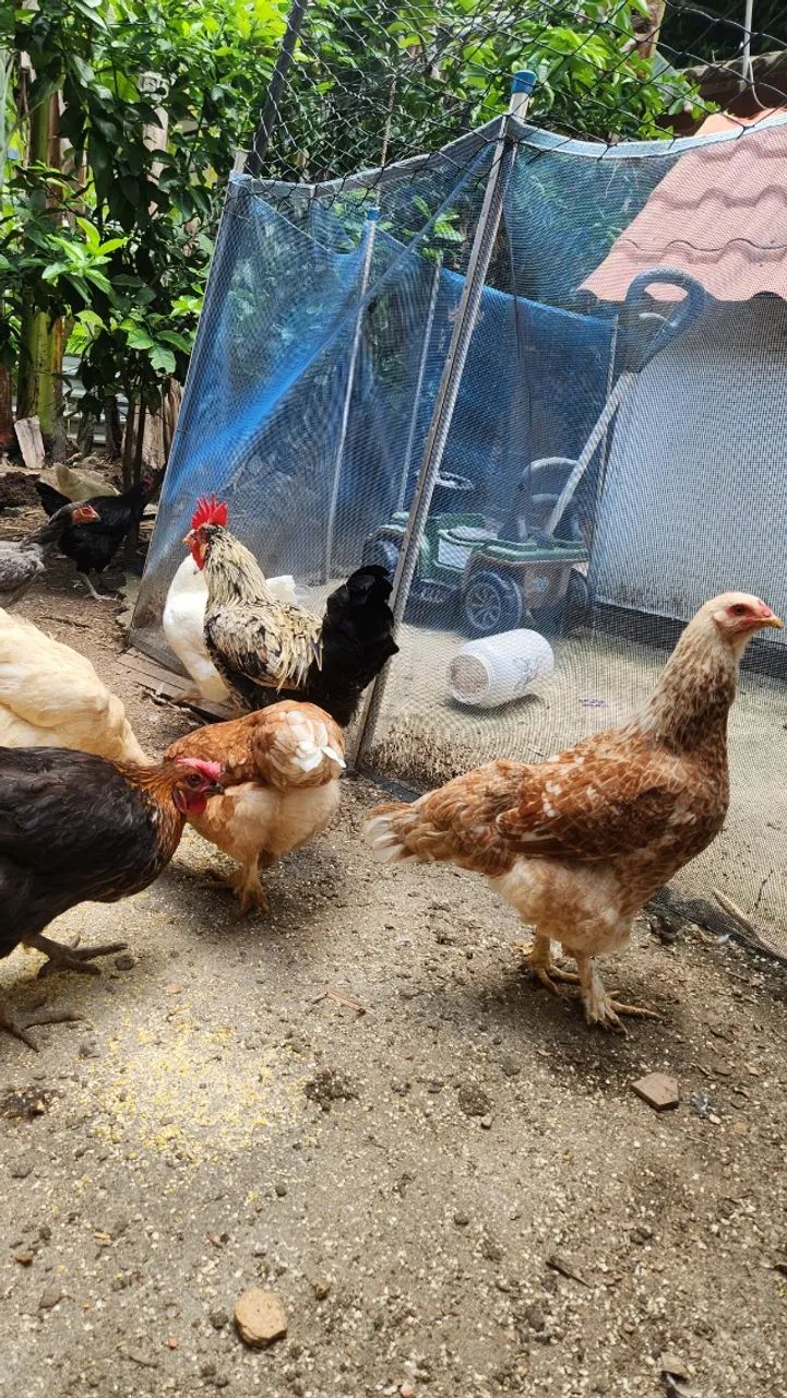 GALINHAS E GALO CAIPIRA - Foto 2