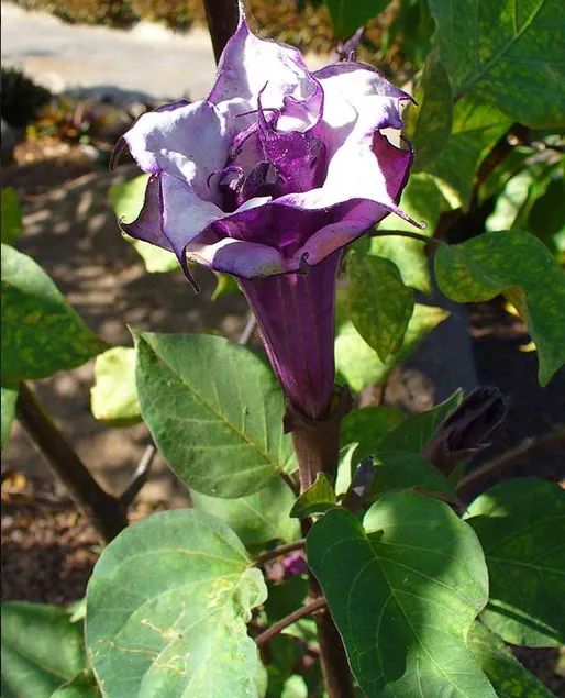 Sementes da Flor Trombeta de Anjo Rôxa e Branca