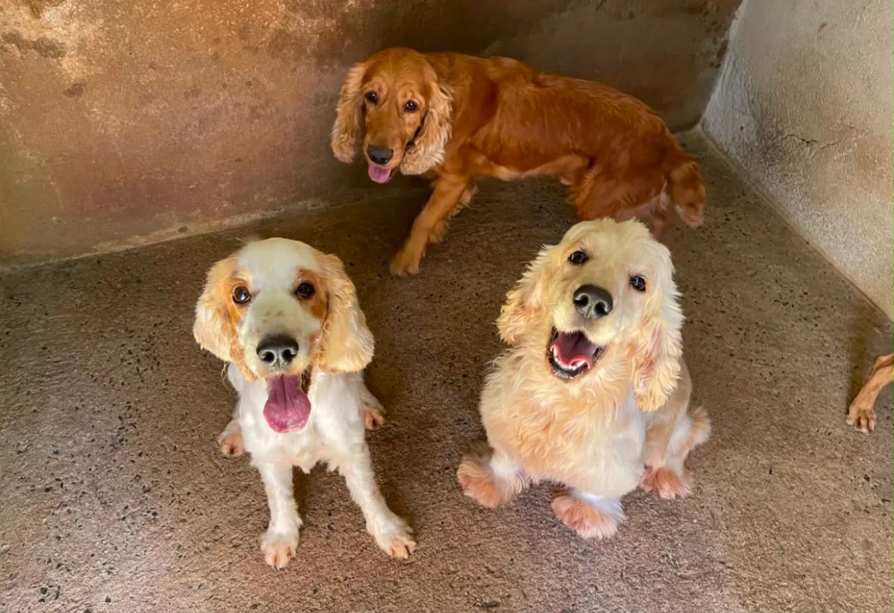 Cocker spaniel adultos - Foto 2