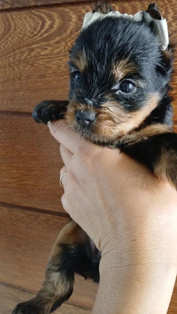 yorkshire Mini