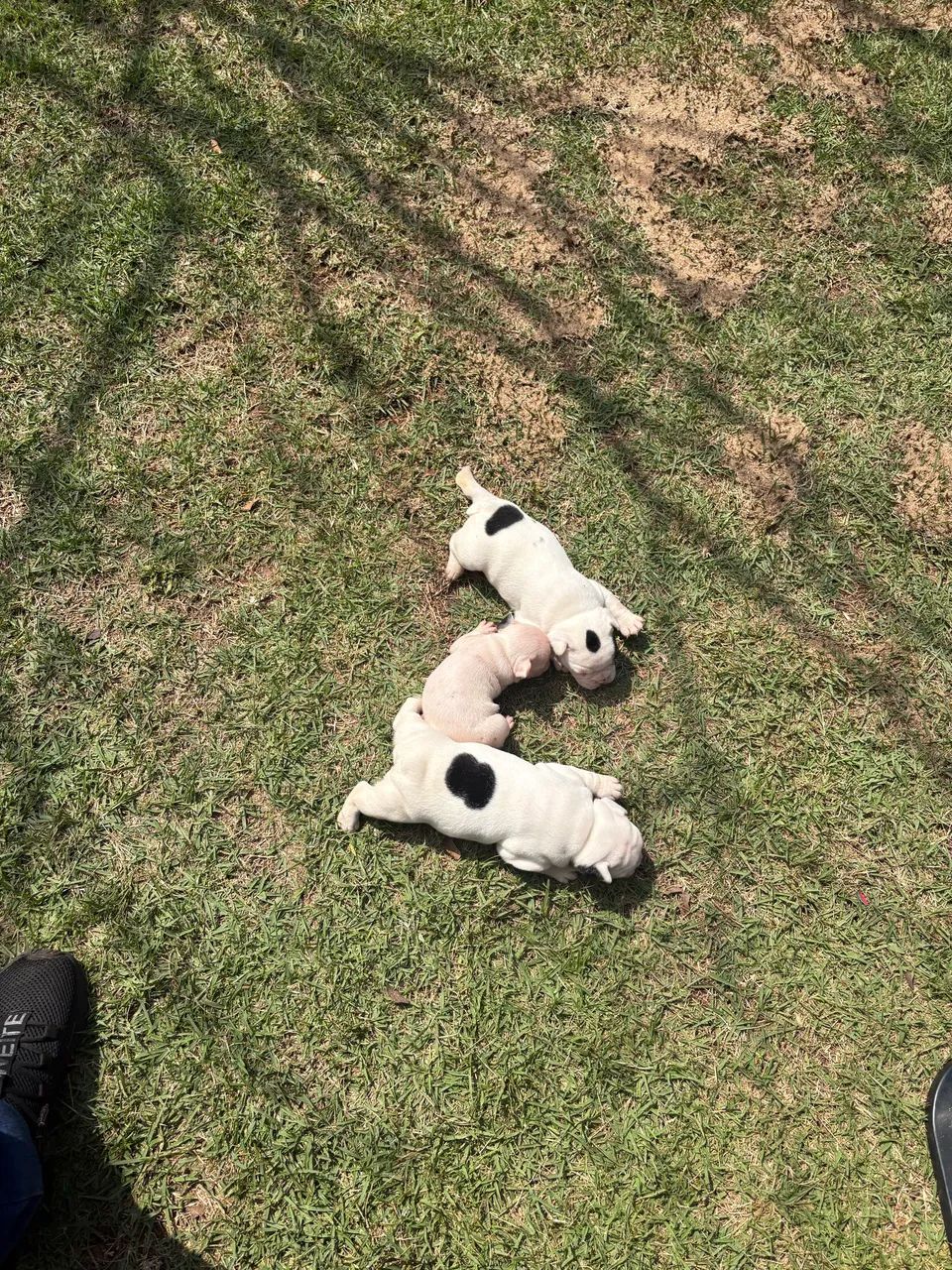 Buldogue francês  - Foto 2