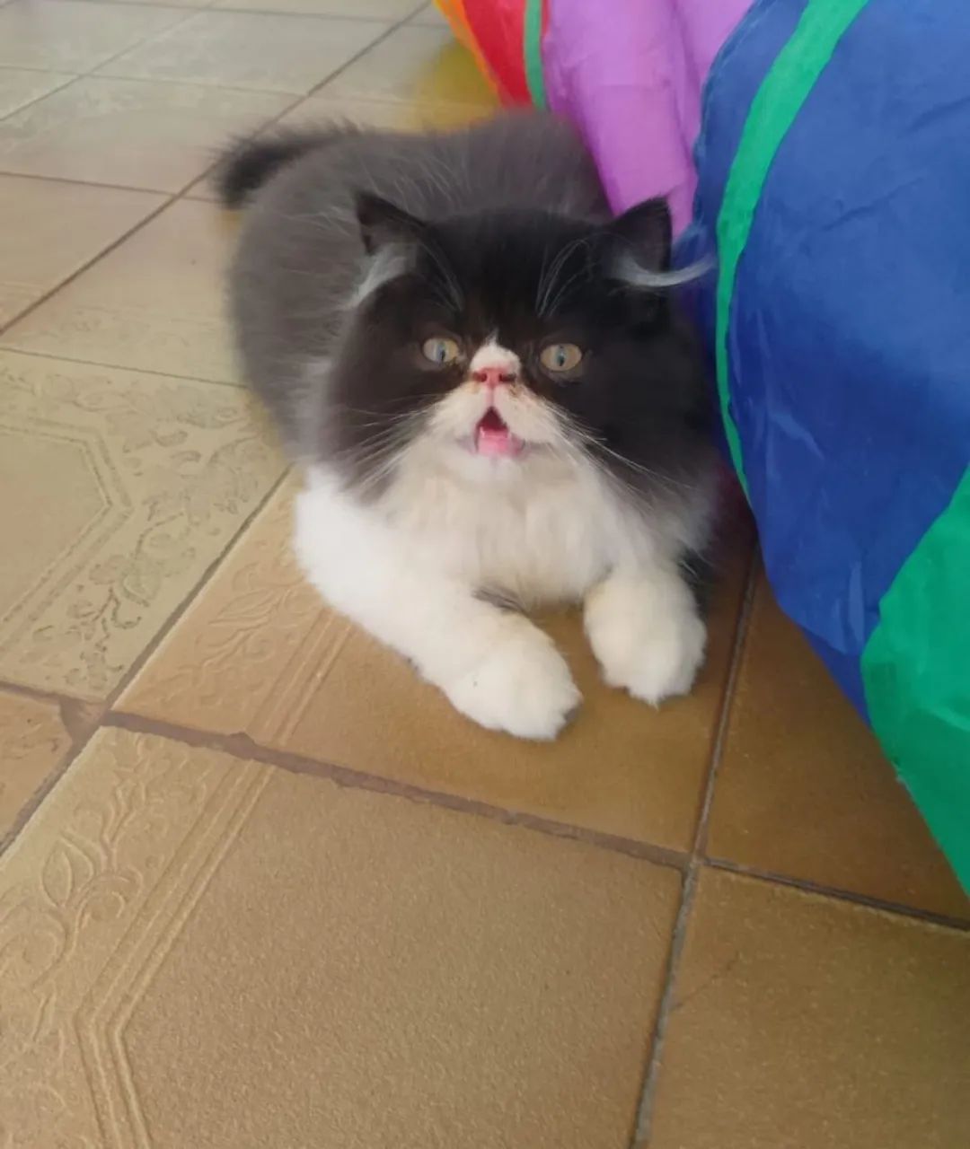 Gato persa  - Foto 4