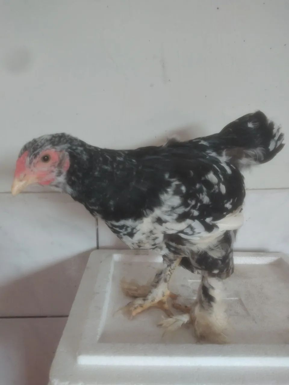 Fangos brahmas bom padrao racial