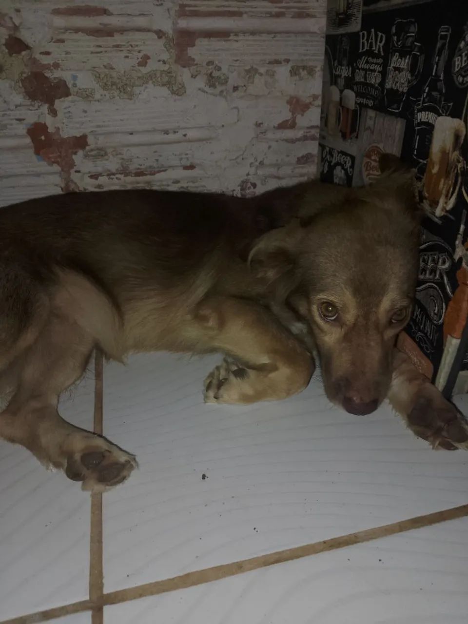 Estou doando essa cachorra!! - Foto 2